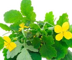 Celandine για τη θεραπεία του μύκητα των νυχιών